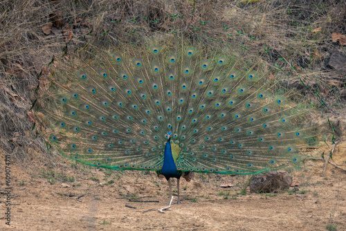 Indian peacock stands displaying feathers near rocks
