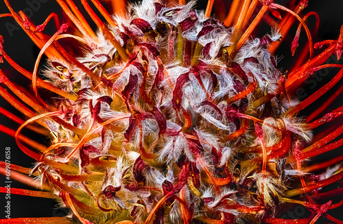 Pincushion Protea Orange Close