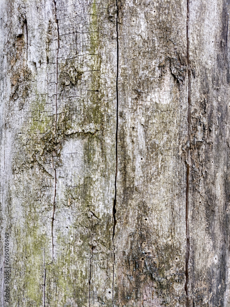 Texture of old wood. Rotten rotten tree.