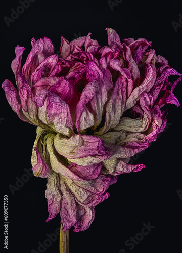 Dried Purple Single Dahlia Side