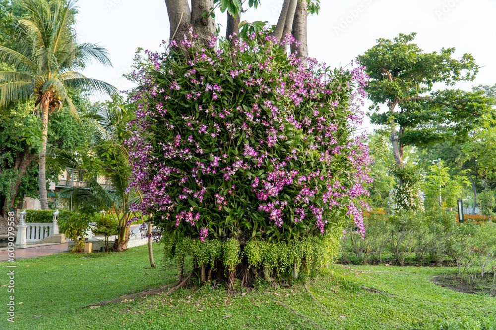 The orchids were planted vertically around the big tree.