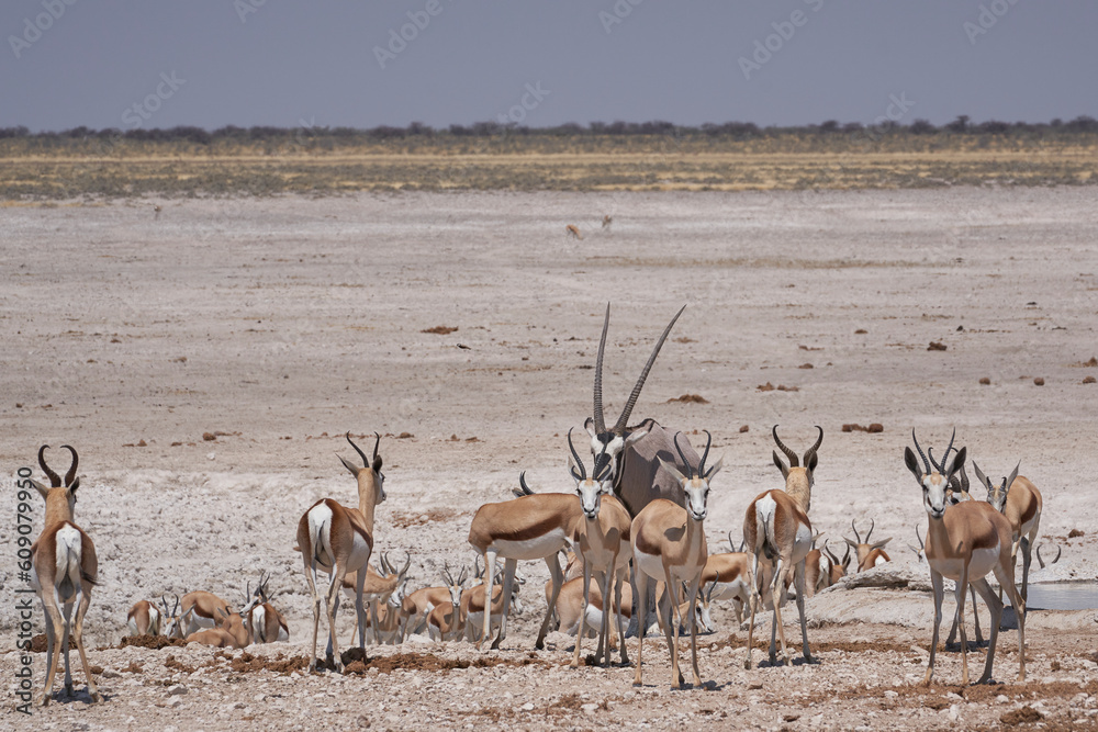 Gemsbok (Oryx gazella) at a waterhole crowded with antelope and other animals in Etosha National Park, Namibia Gemsbok (Oryx gazella) at a waterhole crowded with antelope and other animals in Etosha National Park, Namibia
