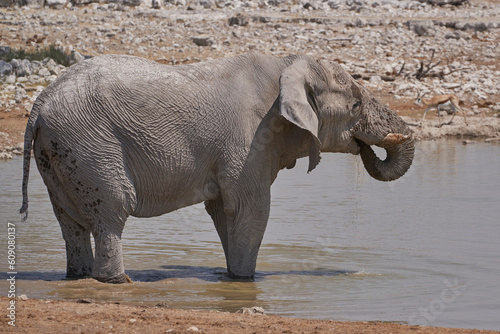 African elephants  Loxodonta africana  at a crowded waterhole in Etosha National Park  Namibia