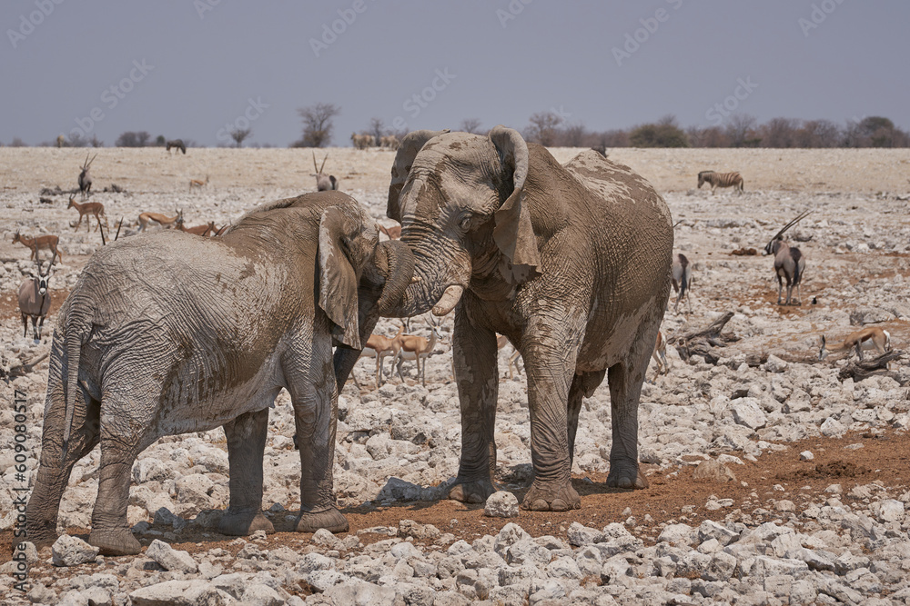 Fototapeta premium African Elephant (Loxodonta africana) sparring against each other at a waterhole in Etosha National Park, Namibia