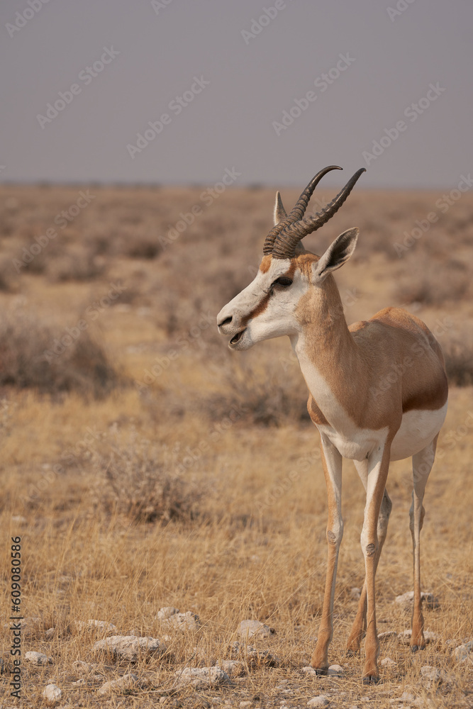 Springok (Antidorcas marsupialis) in Etosha National Park, Namibia