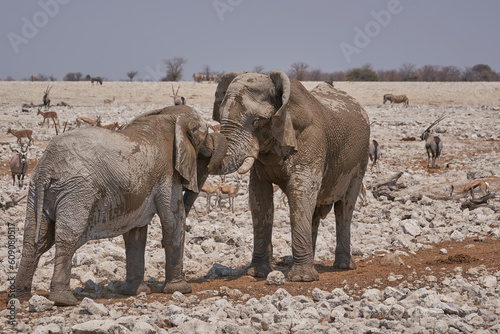 African Elephant  Loxodonta africana  sparring against each other at a waterhole in Etosha National Park  Namibia