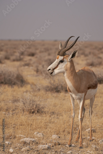 Springok  Antidorcas marsupialis  in Etosha National Park  Namibia