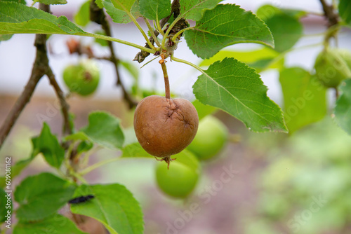 A missing apple on a green apple tree. Diseases of garden trees.