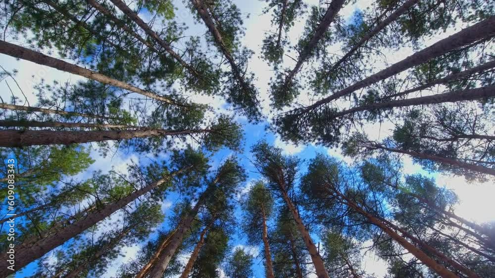Spinning and rotation looking up under pine and fir trees forest. Spinning underneath tall redwood trees. Looking up in the forest. Pine and spruce trees natural resource in the wild forest.