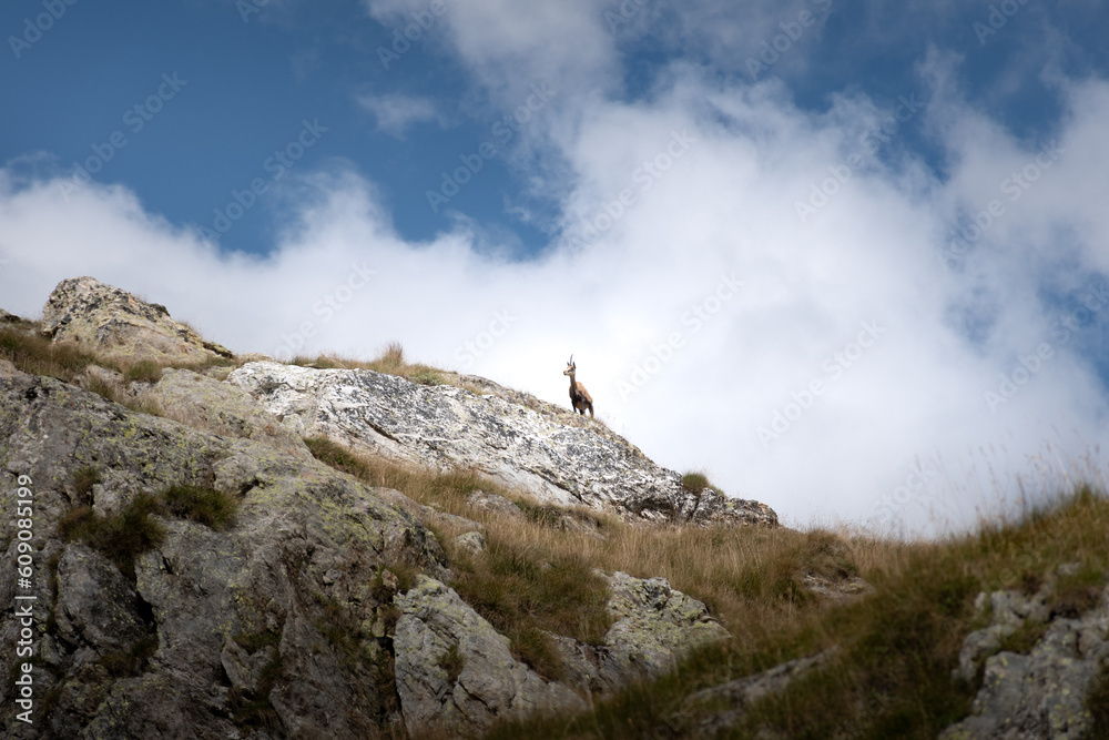Fototapeta premium A Chamois on a Rock