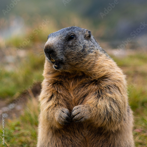 Cute wild Groundhog, standing on his hind legs with his mouth open. Blurred background. Groundhog with fluffy fur sitting on a meadow. View of the landscape. Photographed on Grossglockner. close up