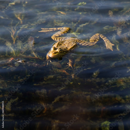 grenouille nage