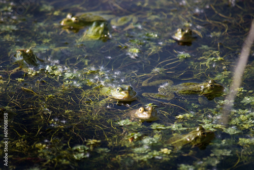 têtes de grenouilles