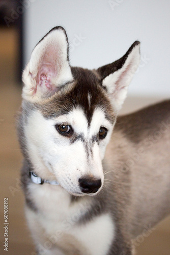 Chiot husky mignon