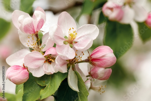 Bouquet of pink apple blossoms  horizontal photo