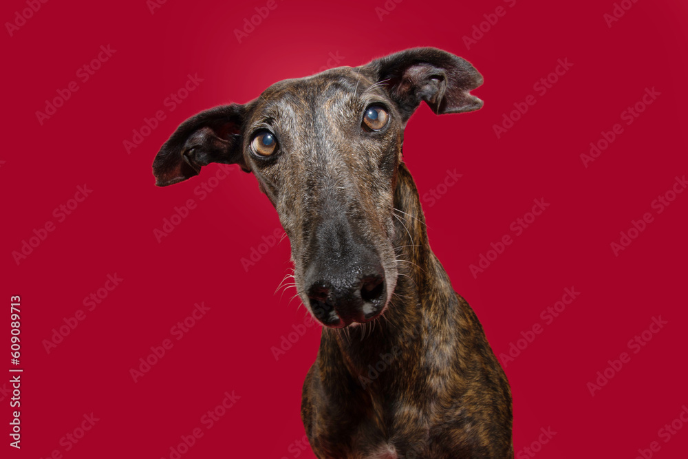 Portrait attentive and alert brindle greyhound dog looking at camera. Isolated on red background