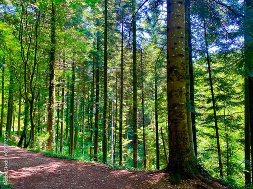 footpath in the forest