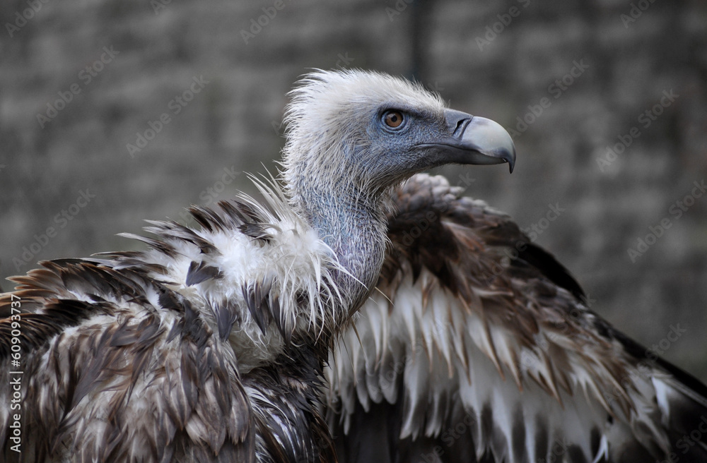 Eurasian griffon vulture (Gyps fulvus) after bathing 