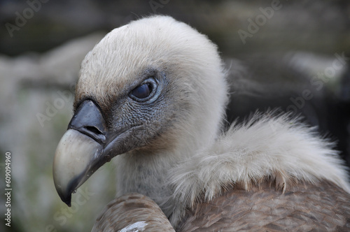 Eurasian griffon vulture (Gyps fulvus) third eyelid 