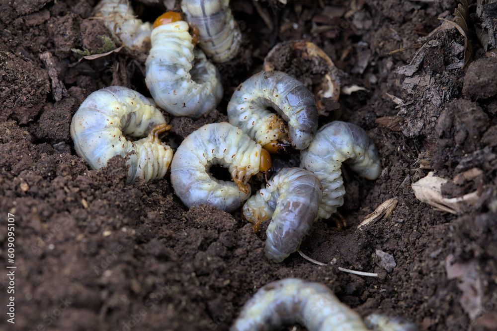 Garden Larvae | Fasci Garden