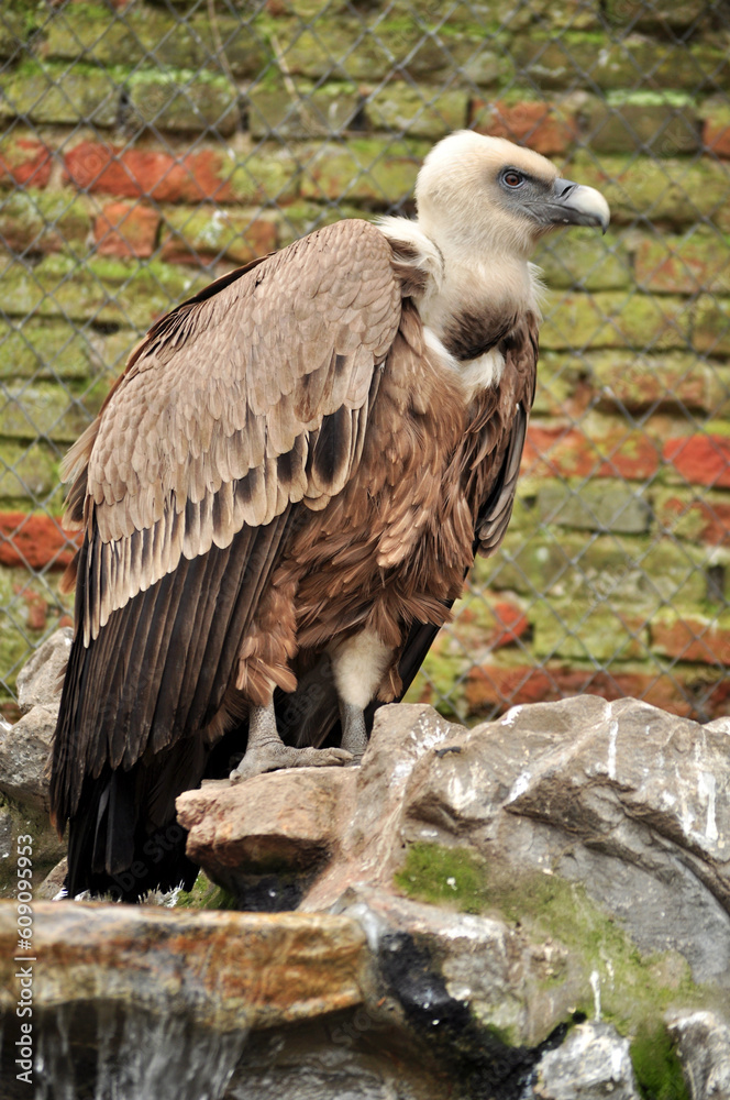 Fototapeta premium Eurasian griffon vulture (Gyps fulvus) portrait