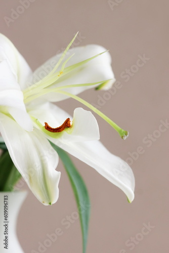 White flower lily bud in a vase close up on beige background . macro flower.Minimal floral card. Fine art botanical poster .