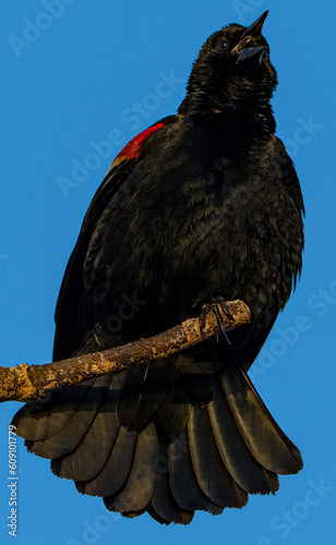 Red winged blackbird calling