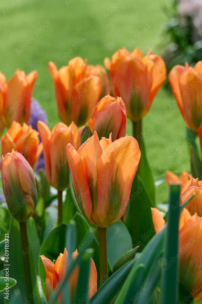 tulip Orange Emperor with backlight and grass in the background