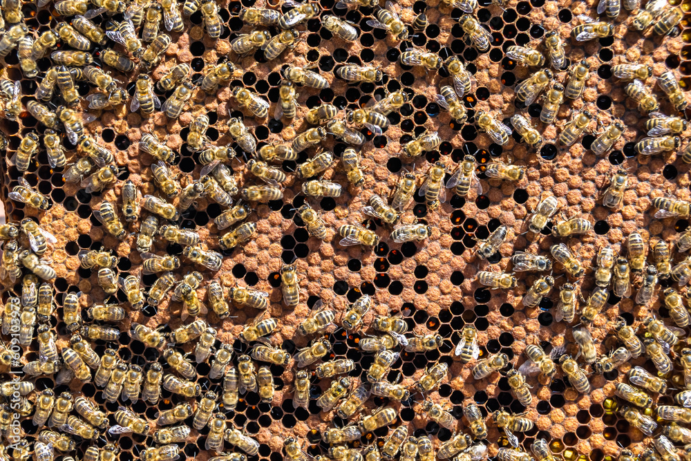 Abstract hexagon structure is honeycomb from bee hive filled Abstract hexagon structure is honeycomb from bee hive filled