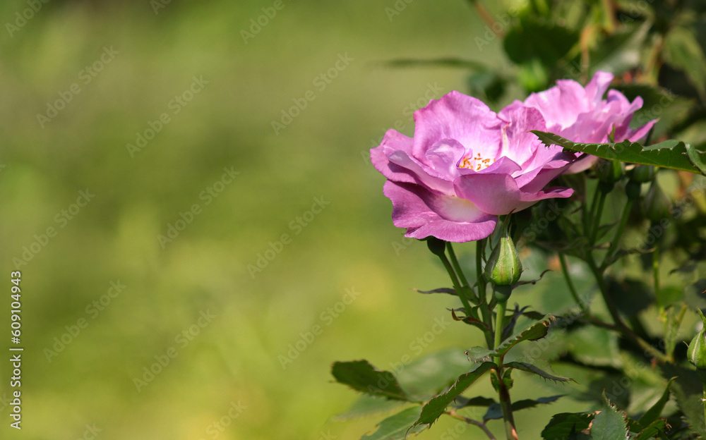 pink roses on a blurred background. place for text pink roses on a blurred background. place for text