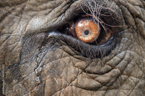 Photography Elephant tear