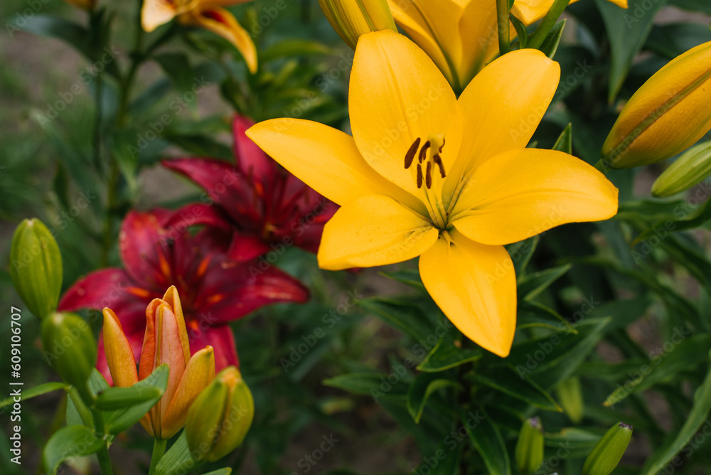 Yellow flowers of Asiatic Hybrids Lilium in summer in the garden Yellow flowers of Asiatic Hybrids Lilium in summer in the garden