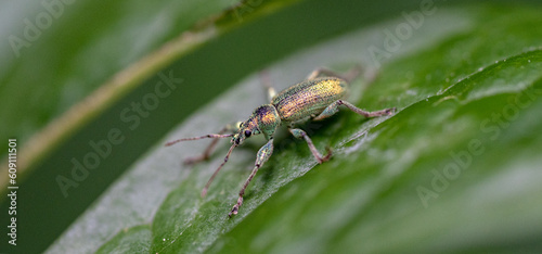 scarabée photo