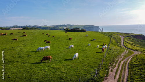 Obraz na plátne Rural idyll with grazing cows on green fresh meadow  in Normandy (Etretat) on coast of   English Channel (La Manche) water