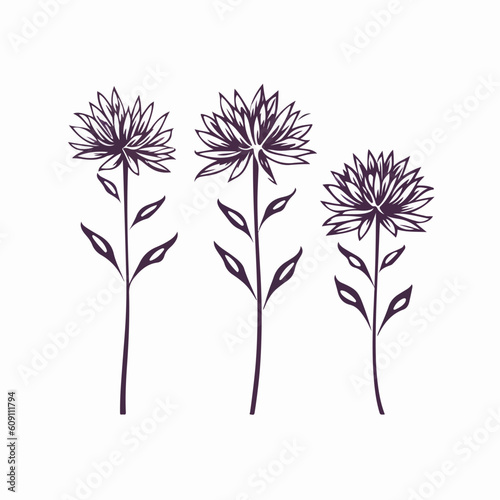 Artistic aster illustrations in vector format, adding a touch of elegance to any project.