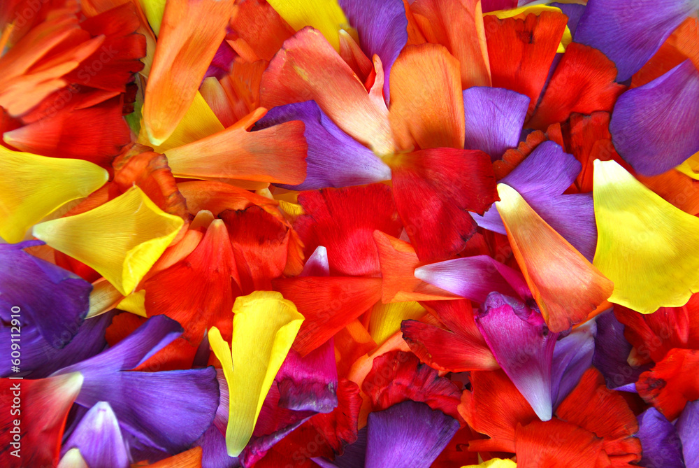 Background of colorful flower petals