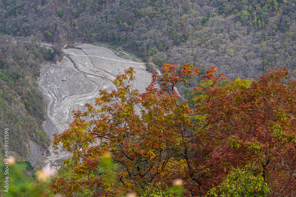 A Tree with red leafs