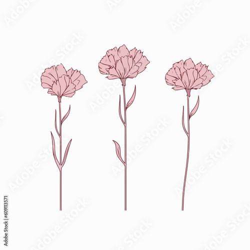 Artistic carnation illustrations in vector format, adding a touch of elegance to any project.