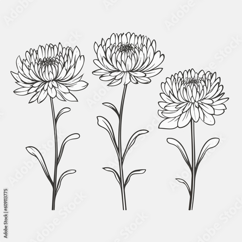 Expressive chrysanthemum illustrations capturing the vibrancy and grace of these flowers.