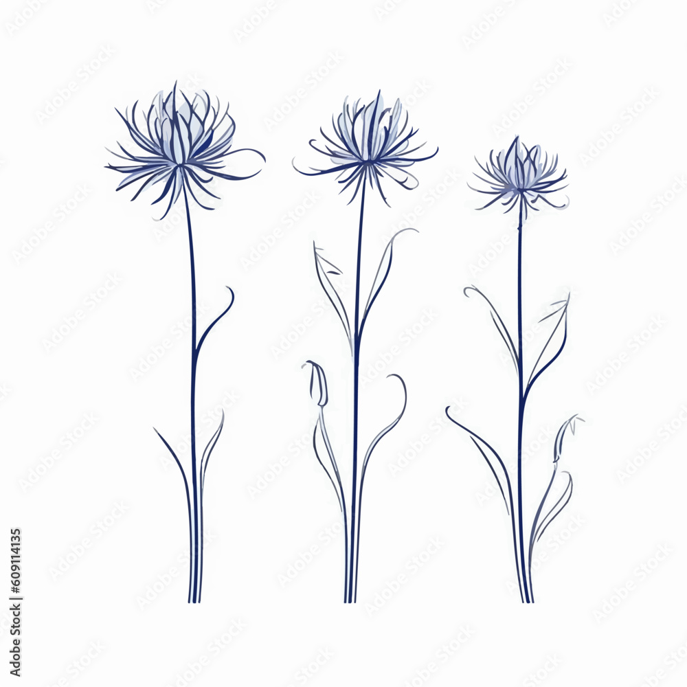Fototapeta premium Meticulously crafted cornflower illustration in vector format.
