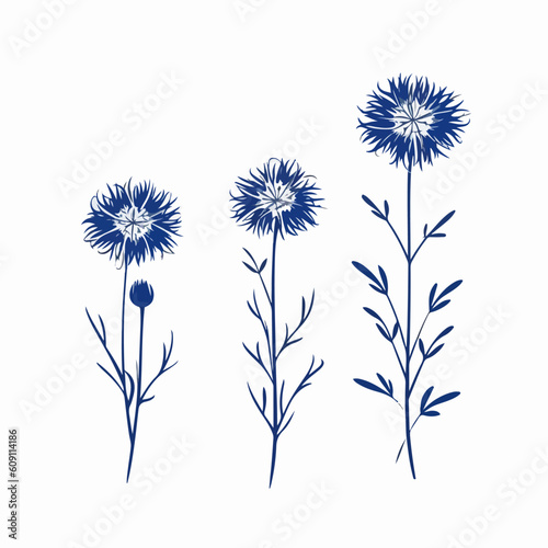 Striking cornflower outline illustration with clean strokes.