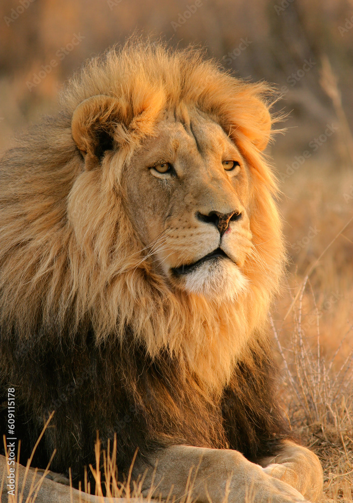 Portrait of a big male lion, South Africa Portrait of a big male lion, South Africa