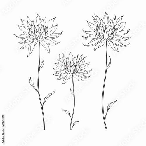 Simplistic dahlia outline illustration with timeless appeal.