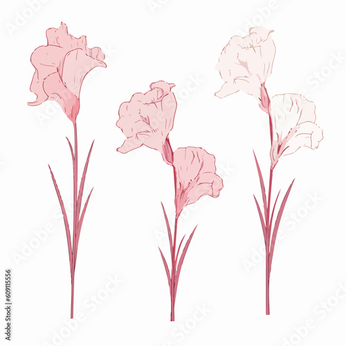 Beautifully crafted gladiolus vector artwork.