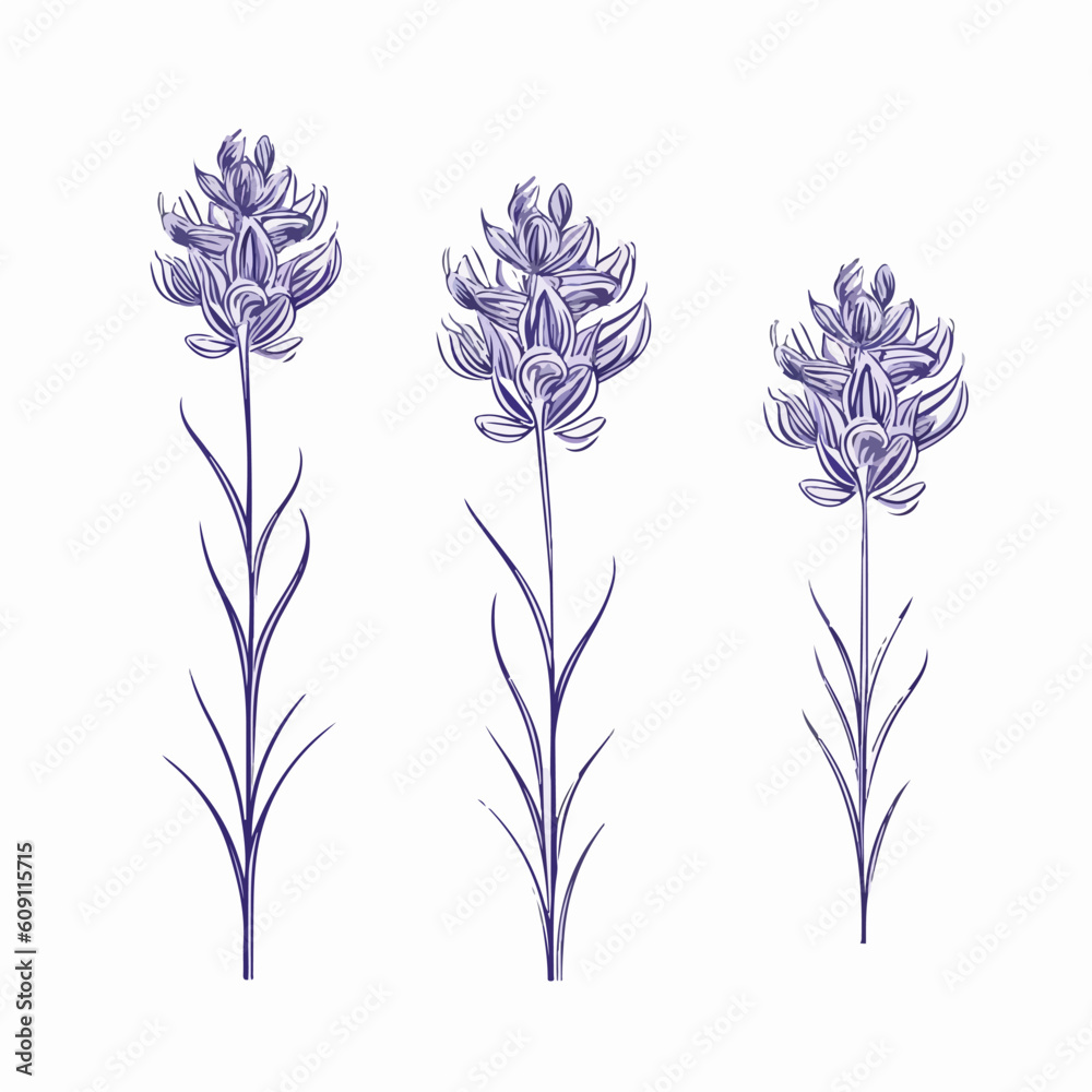 Fototapeta premium Contemporary vector illustration of a hyacinth.