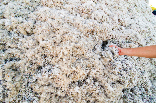Hand in a pile of raw cotton at an organic cotton farm in California photo