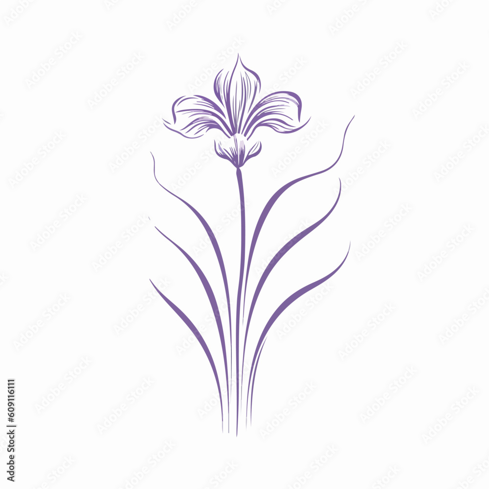 Detailed vector illustration of an elegant iris blossom.