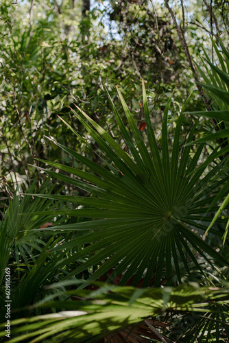 Selva Caribe