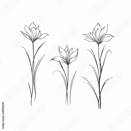 Graceful lily illustration rendered in vector.