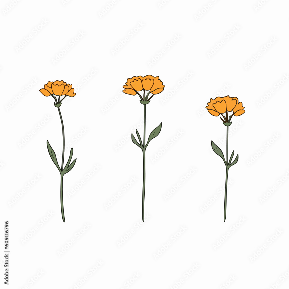 Modern marigold artwork with precise vector lines.